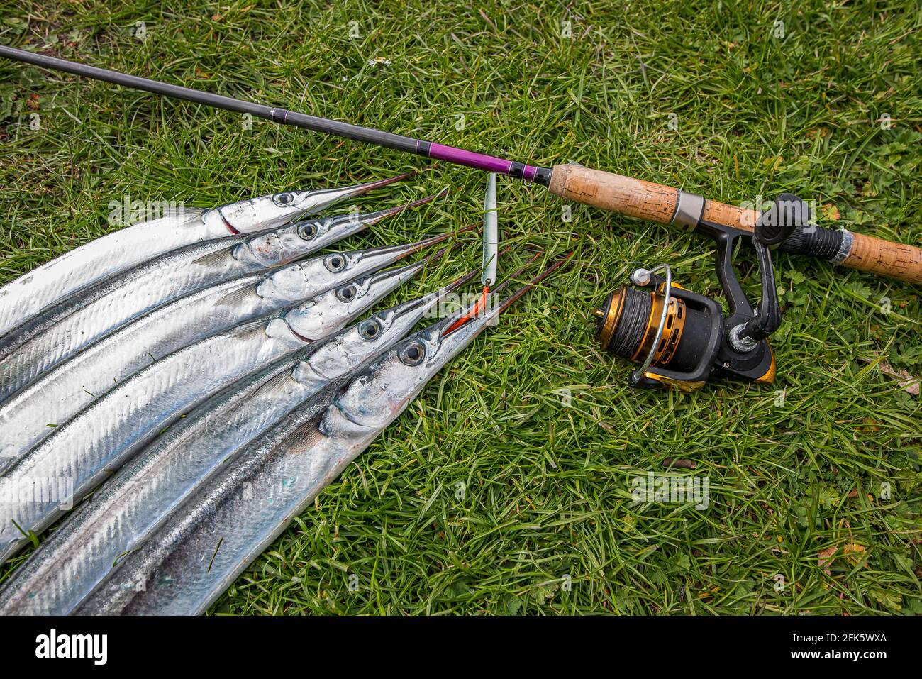 Sechs Garnelenfische auf einem Rasen beißen den roten Seidenfaden eines Köders neben einer Gießstange und einem Fischrad, Frederikssund, Dänemark, 28. April 2021 Stockfoto