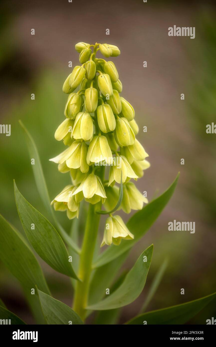 Fritillaria persica 'Ivory Bells', Fritillary 'Ivory Bells', Nahaufnahme eines Blumenportraits, unscharf gebrannter Hintergrund Stockfoto