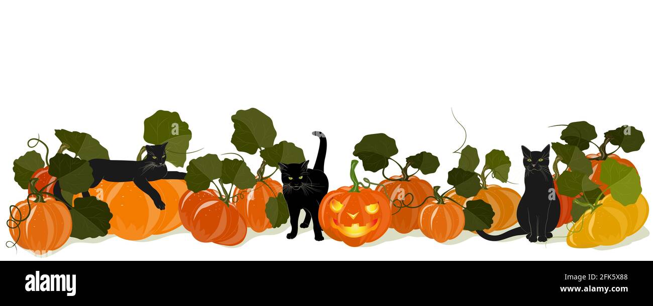Horizontales Banner mit schwarzen Katzen und Kürbissen und einer Jack-o' - Laterne für Halloween. Isoliert auf Weiß. Platzieren Sie Ihr Textplakat Stock Vektor