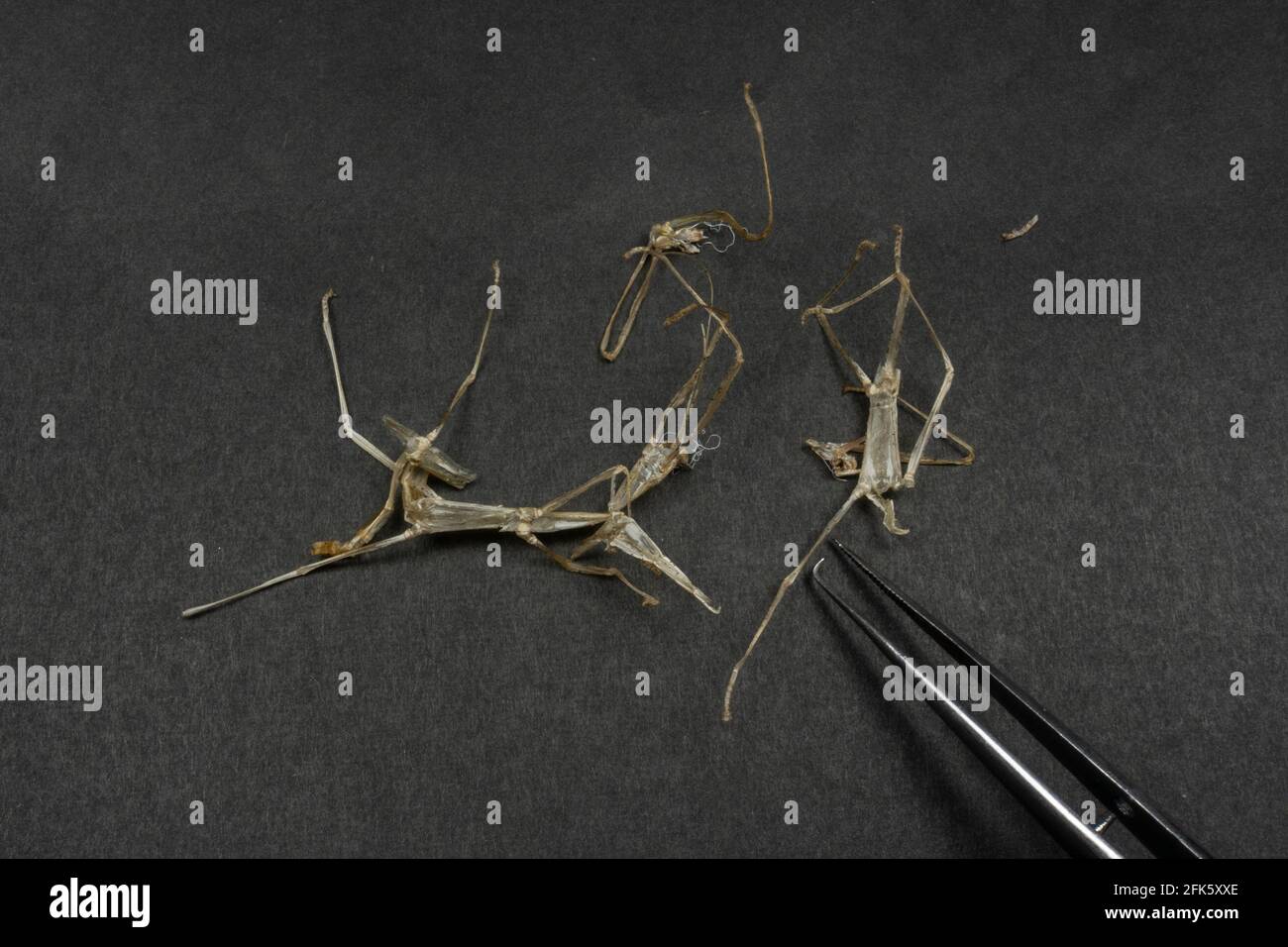 Die Häute mehrerer indischer Stockinsekten (Carausius morosus). Stockfoto