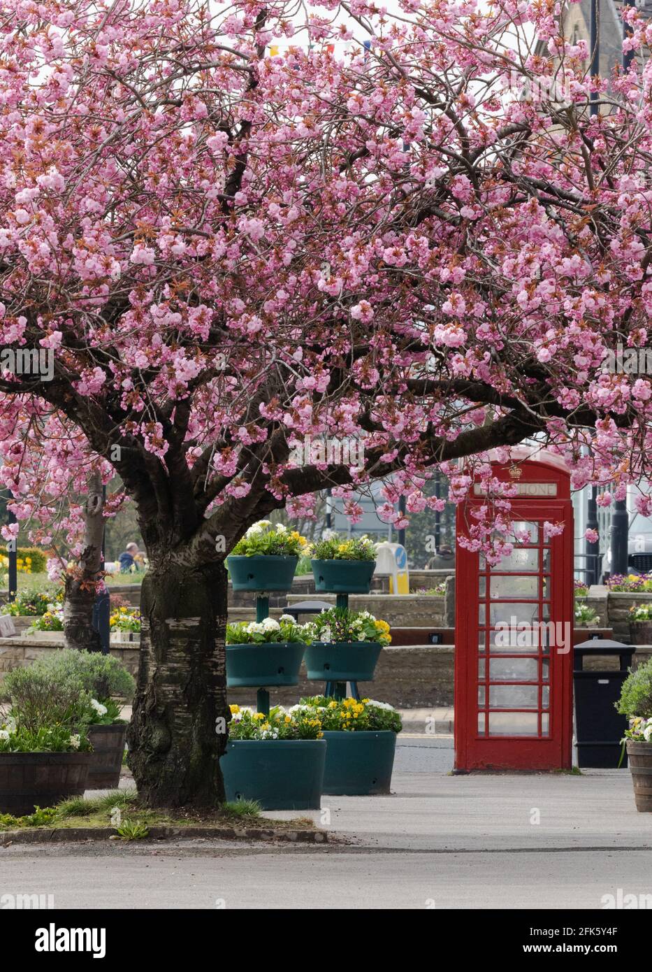 Frühlingskirschbaum blüht neben einer roten Telefondose in Baildon, Yorkshire, England. Stockfoto
