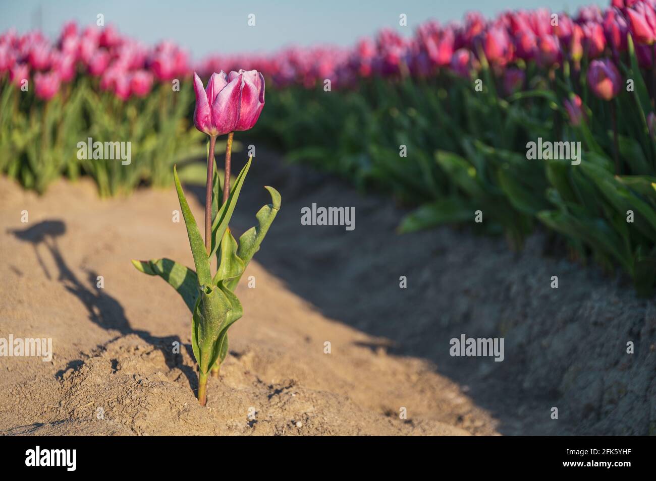 Zwei rosa Tulpen in einem Feld von rosa Tulpen Stockfoto
