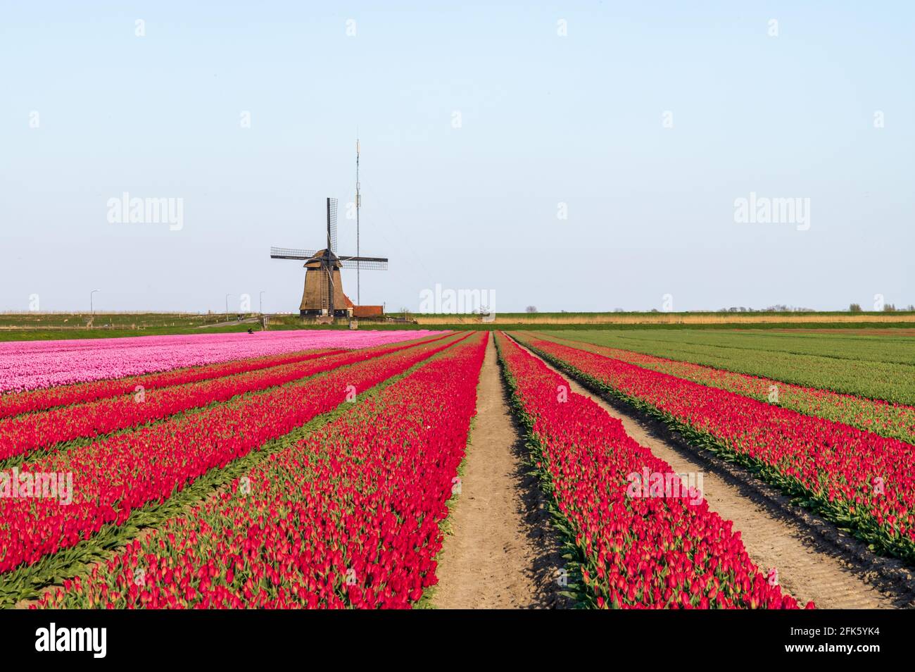 Rote Tulpen und holländische Windmühle Stockfoto