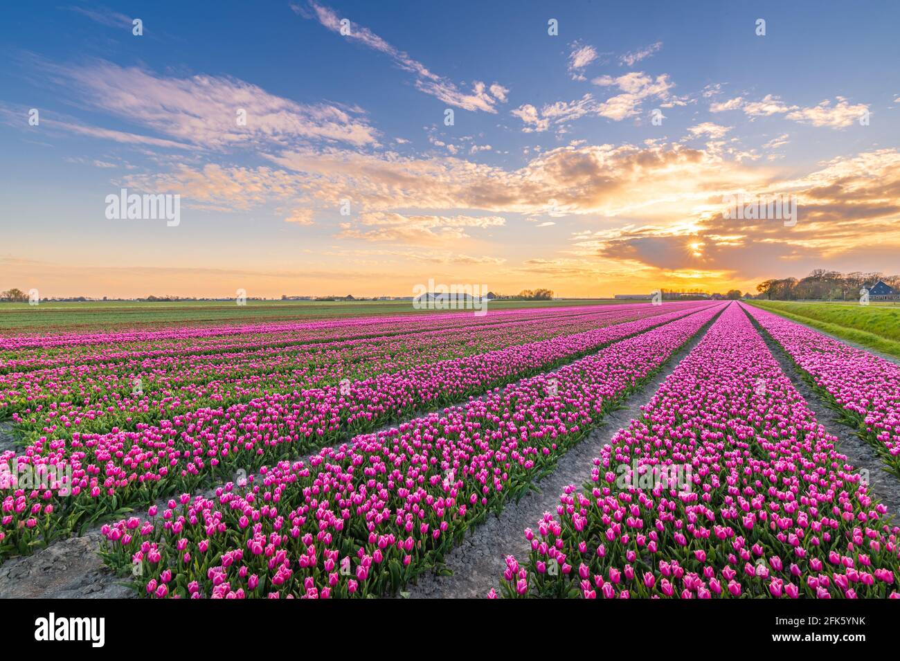 Feld von rosa Tulpen während des Sonnenuntergangs Stockfoto