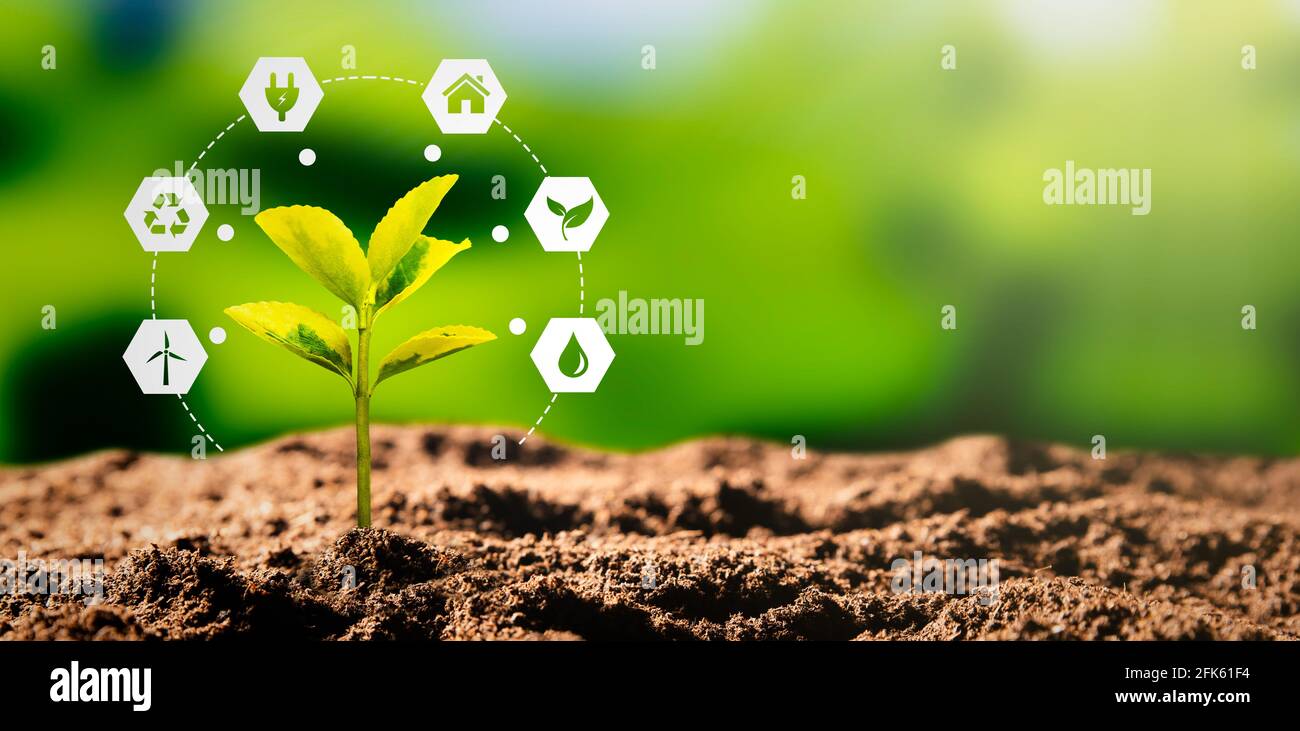 Konzept für nachhaltige Energiequellen mit Glühbirne und Pflanze Stockfoto