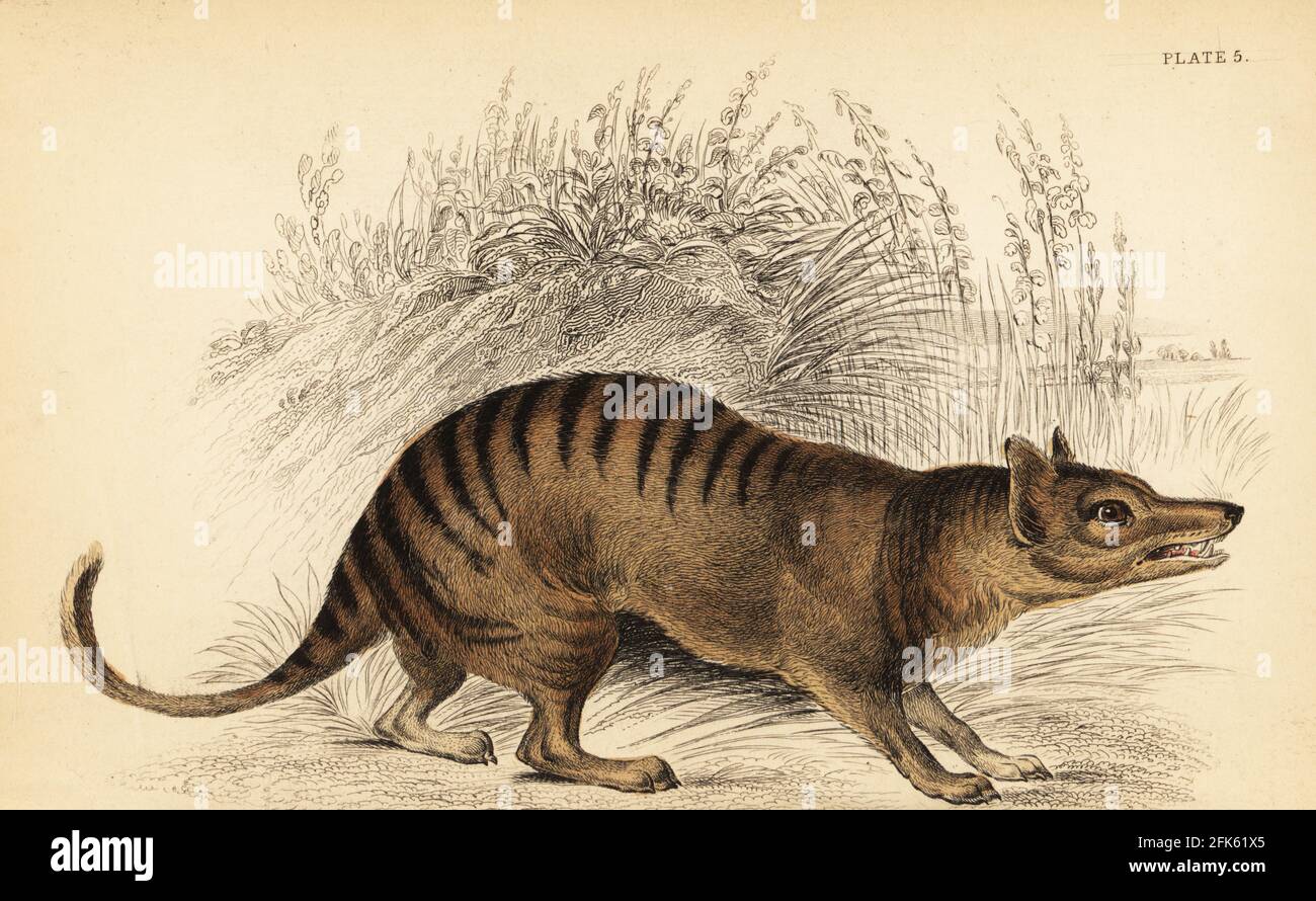 Tasmanischer Tiger oder Thylacin, Thylacinus cynocephalus. Ausgestorben. Handkolorierter Stahlstich von Lizars nach einer Illustration von George Robert Waterhouse aus seiner Marsupialia oder in Beuteln gehaltenen Tieren, Band XI der Naturalist’s Library, W. H. Lizars, Edinburgh, 1841. Waterhouse (1810-1888) war Kurator am Museum der Zoological Society of London. Stockfoto