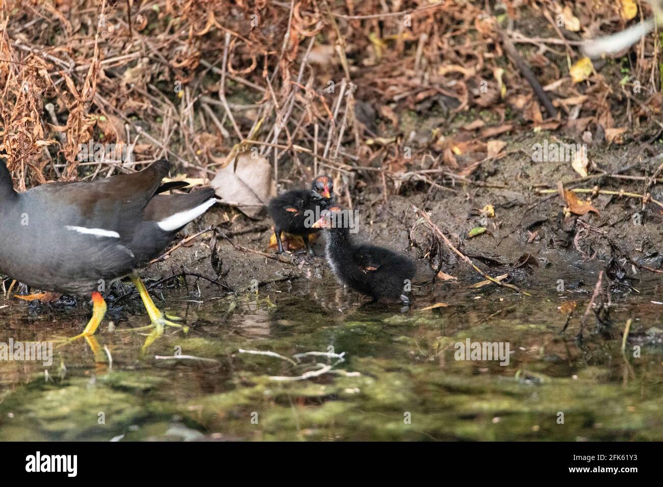 Das Baby-Gallinule-Küken Gallinula galeata Futter in einem Marsch in Neapel, Florida. Stockfoto