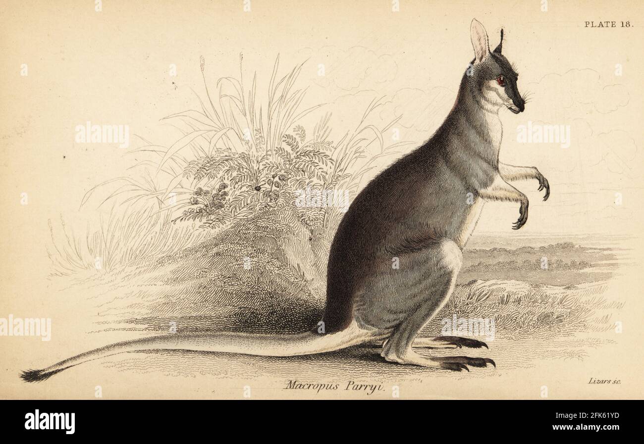 Whiptail-Wallaby oder Pretty-Faced-Wallaby, Macropus parryi. Handkolorierter Stahlstich von Lizars nach einer Illustration von George Robert Waterhouse aus seiner Marsupialia oder in Beuteln gehaltenen Tieren, Band XI der Naturalist’s Library, W. H. Lizars, Edinburgh, 1841. Waterhouse (1810-1888) war Kurator am Museum der Zoological Society of London. Stockfoto