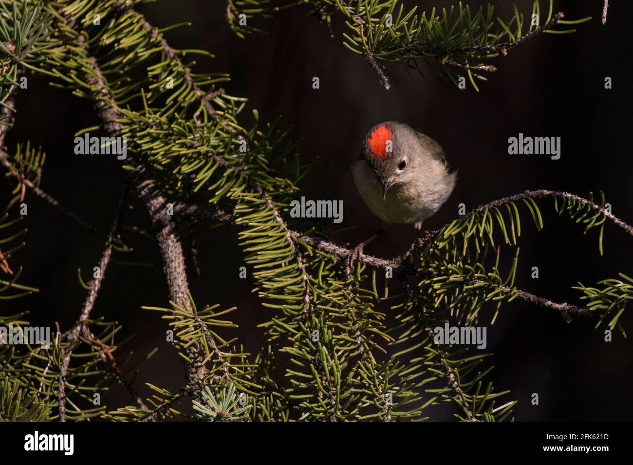 Männliches rubbengekröntes Königskingelchen (Regulus calendula) Stockfoto