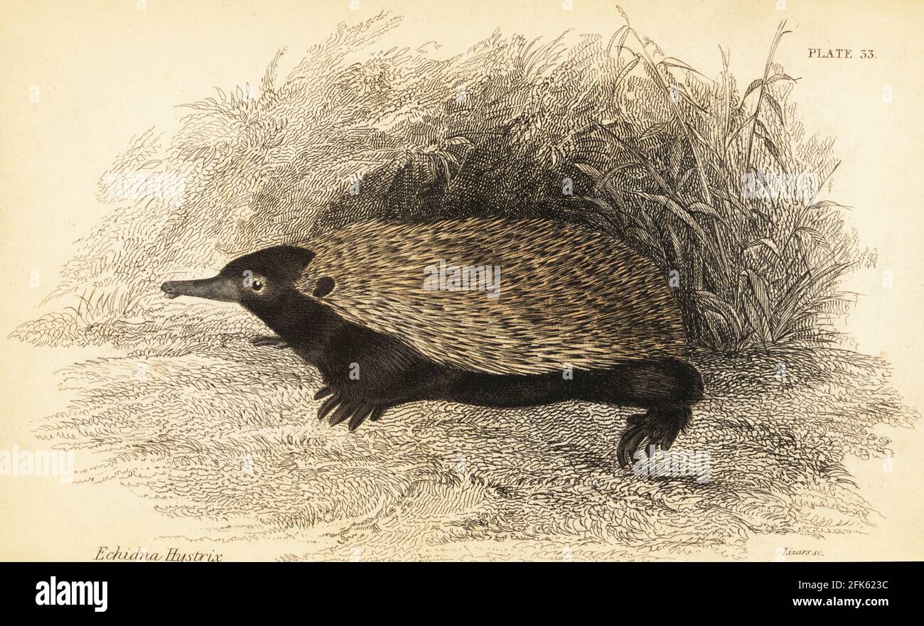 Kurzschnabelechidna, Tachyglossus aculeatus. Echidna, Echidna hystrix. Handkolorierter Stahlstich von Lizars nach einer Illustration von George Robert Waterhouse aus seiner Marsupialia oder in Beuteln gehaltenen Tieren, Band XI der Naturalist’s Library, W. H. Lizars, Edinburgh, 1841. Waterhouse (1810-1888) war Kurator am Museum der Zoological Society of London. Stockfoto