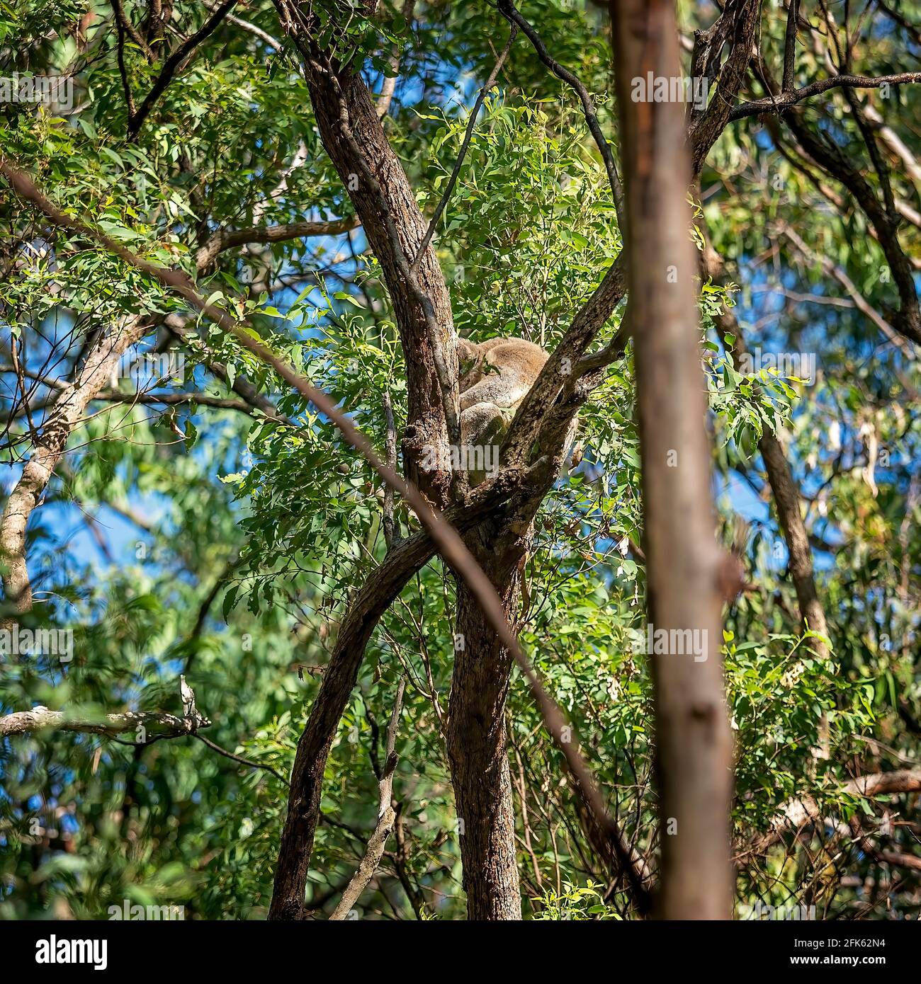 Ein australischer Koala, der in seiner einheimischen Umgebung auf dem Ast eines Baumes sitzt, dem Eukalyptuswald im Whites Hill Reserve Brisbane Stockfoto