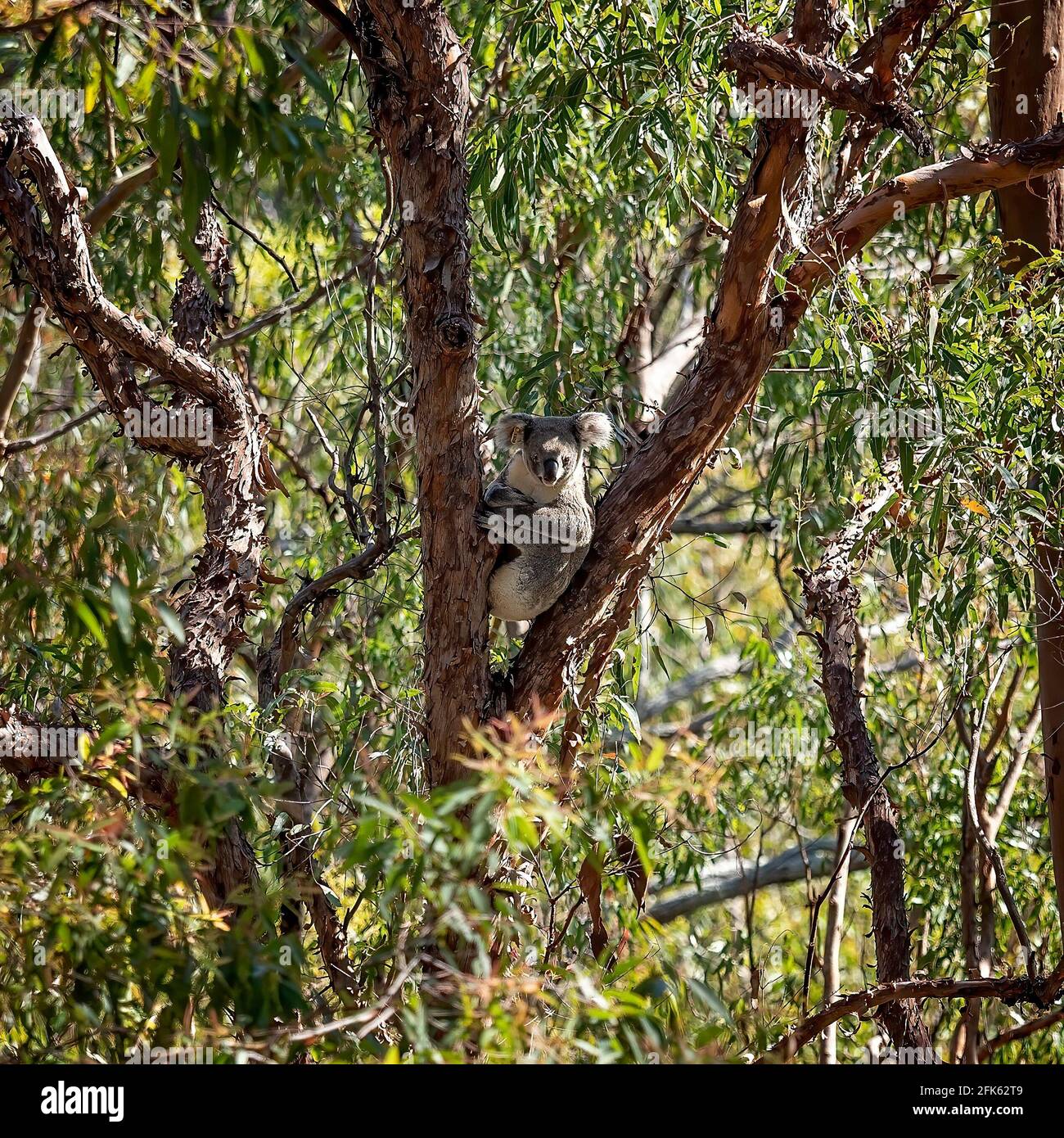 Ein australischer Koala, der in seiner einheimischen Umgebung auf dem Ast eines Baumes sitzt, dem Eukalyptuswald im Whites Hill Reserve Brisbane Stockfoto