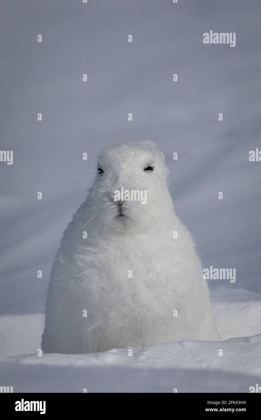 Arctic Hare, Lepus arcticus, in der schneebedeckten Tundra gefunden, starrte in die Ferne, mit nach unten gezeigten Ohren, nahe Arviat, Nunavut Stockfoto