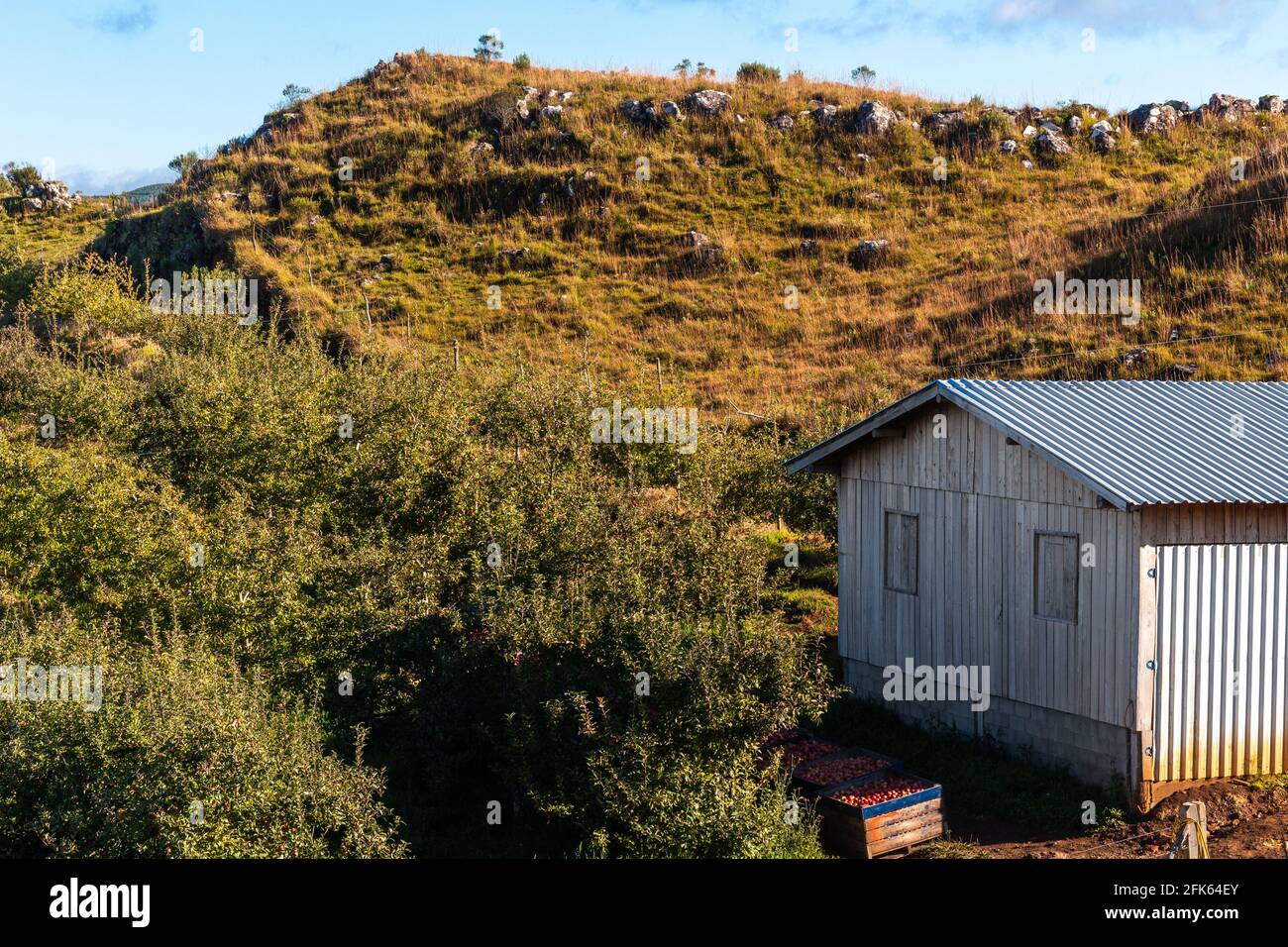 Apfelbäume Felder im südlichen brasilianischen Hochland Stockfoto