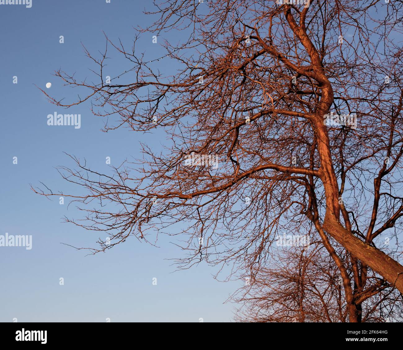 Verdrehtes Skelett des Laubbaums im Winter mit ein paar Lichterketten und ein strahlend weißer Mond über dem Kopf Stockfoto