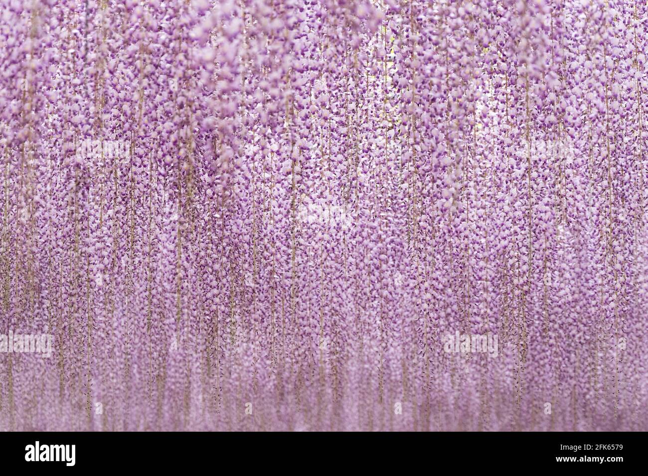 Purple Wisteria ist im Ashikaga Flower Park in Tochigi, Japan, in voller Blüte. Stockfoto