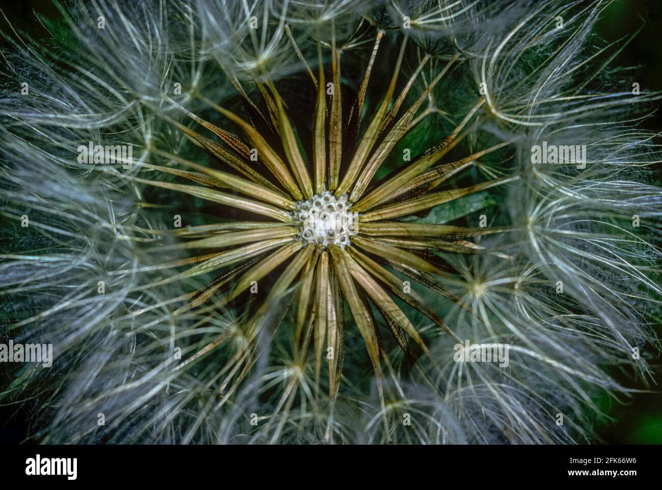 Nahaufnahme der Ziegenbärte (Tragopogon dubius) im Inneren des Saatguts, Morrison Colorado USA. Foto aufgenommen im Juni aus original Kodachrome-Transparenz. Stockfoto