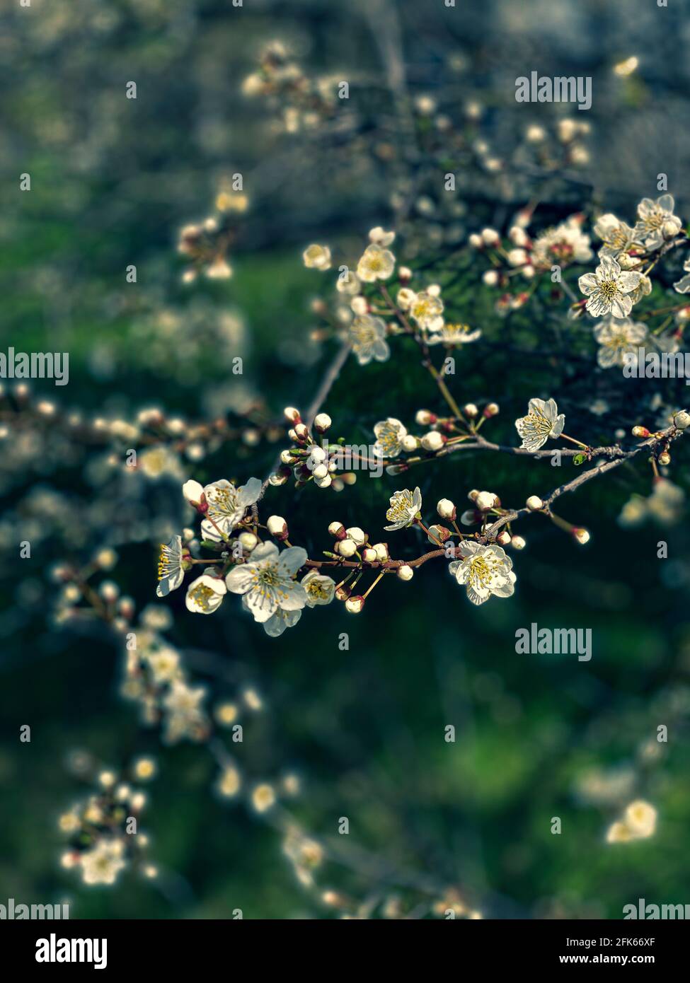 Blühender Baum im Garten Stockfoto