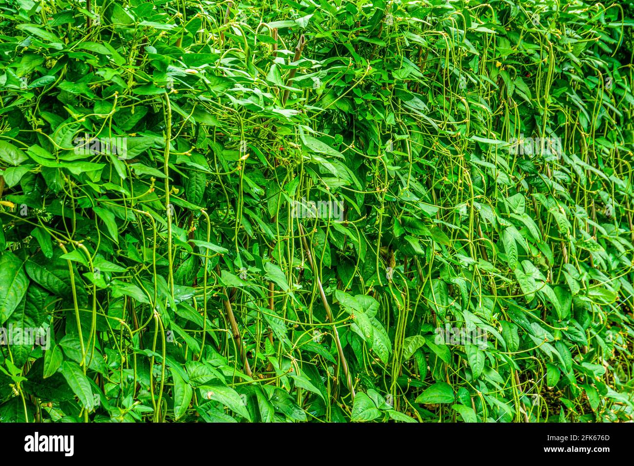 Langbohnige Pflanze wächst in der Farm Stockfoto