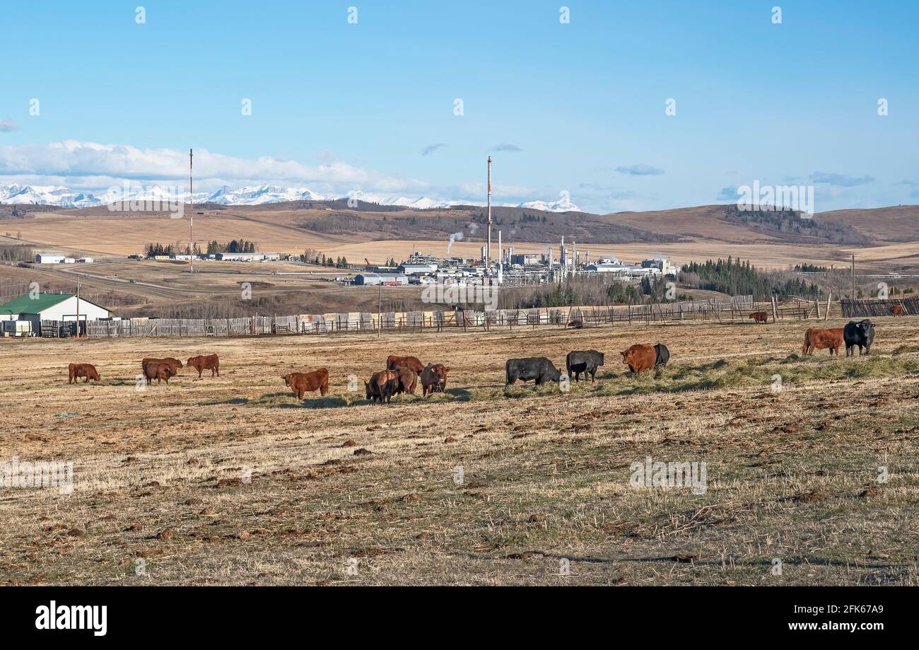 Vieh- und Gasverarbeitungsanlage in der Nähe von Cochrane, Alberta, Kanada Stockfoto