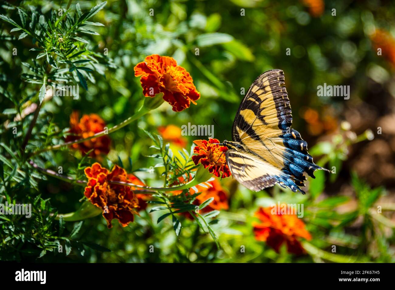 Georgia on My Mind - Eastern Tiger Swallowtail Butterfly Stockfoto