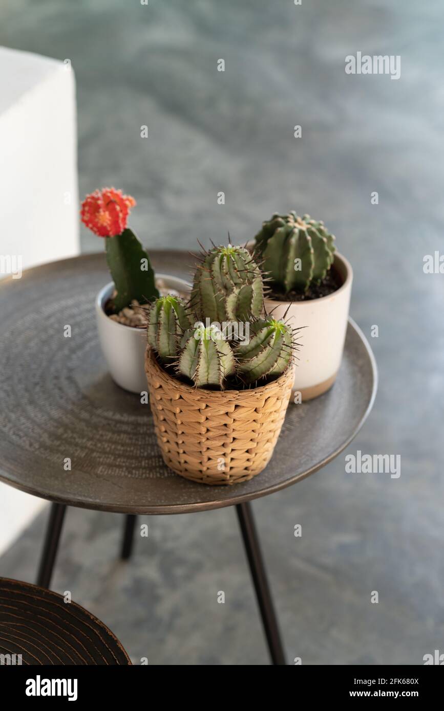 Vertikale Aufnahme von verschiedenen Arten von stacheligen Kakteen in niedlich Töpfe auf einer kleinen Metallfabrik stehen Stockfoto