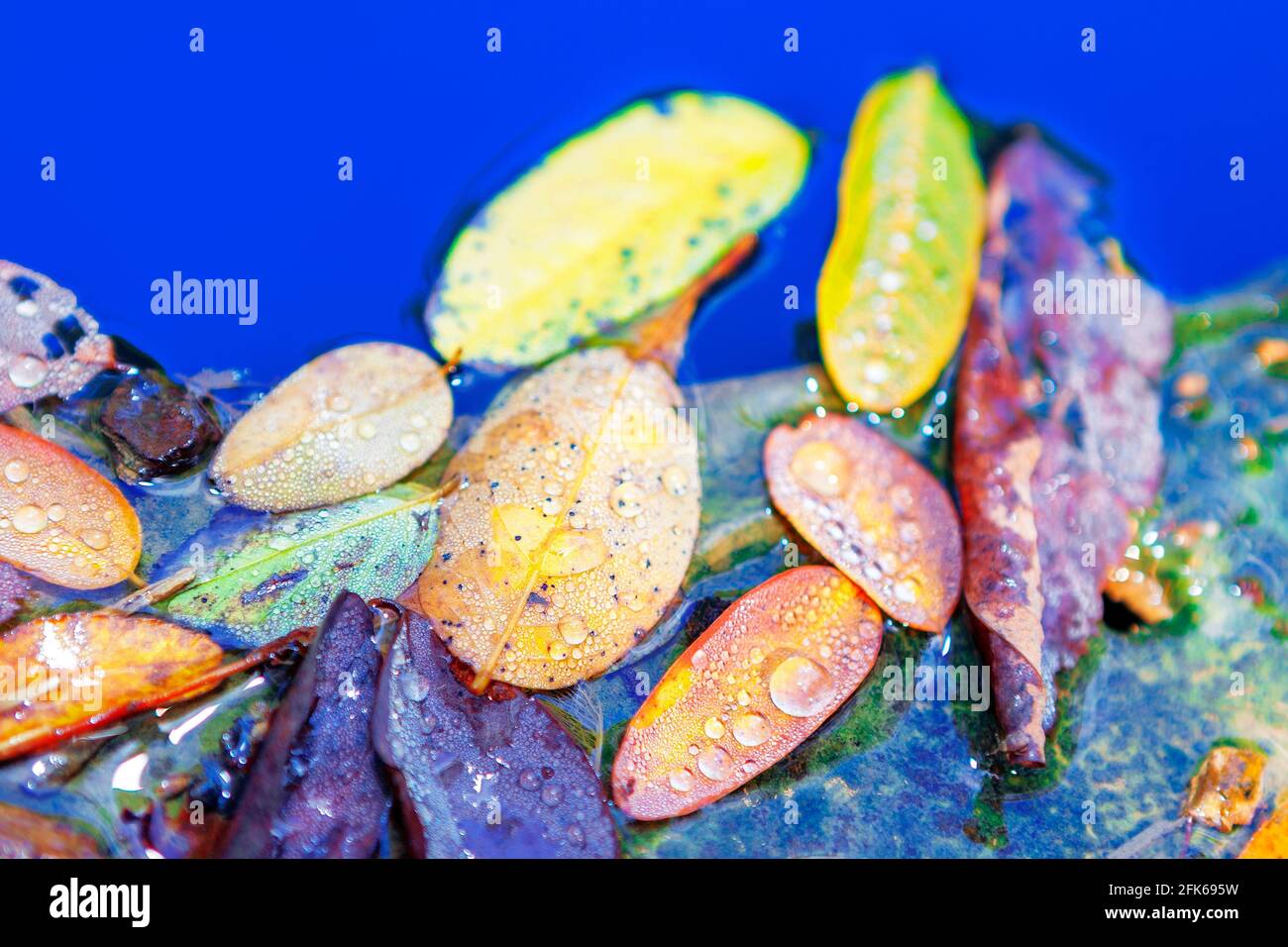 Herbst Blätter im Wasser . Bunte Blätter mit Wassertropfen Stockfoto