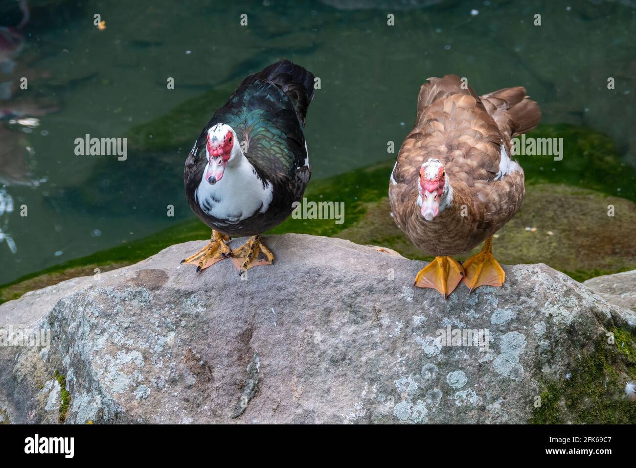 Zwei Moskauer Enten, braun, schwarz und weiß mit roten Köpfen, stehen am Ufer des Teiches. Die Moskauer Ente, lat. Cairina moschata ist ein großes Stockfoto