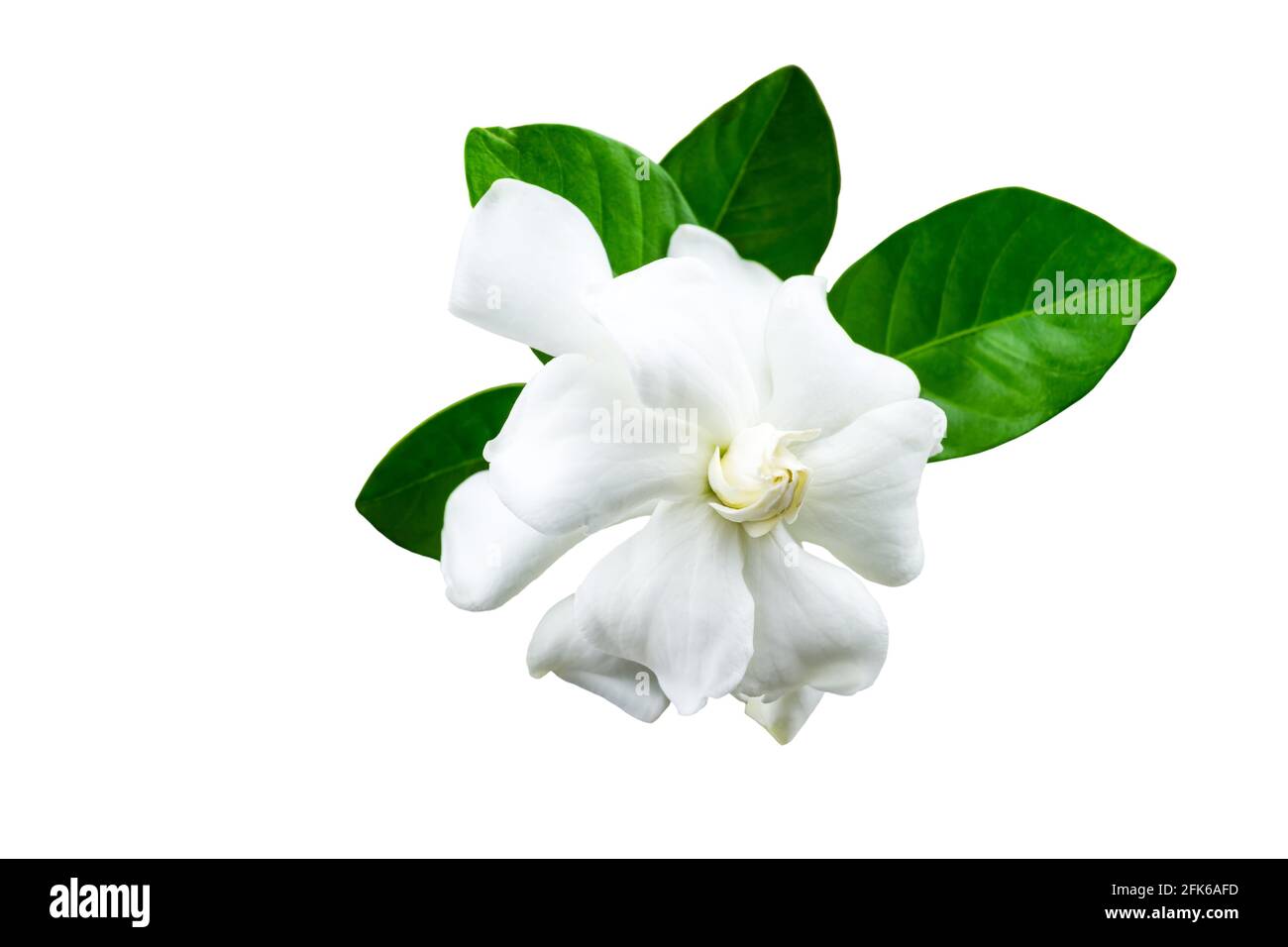 Jasmin Ausgeschnittene Stockfotos Und Bilder Seite 25 Alamy