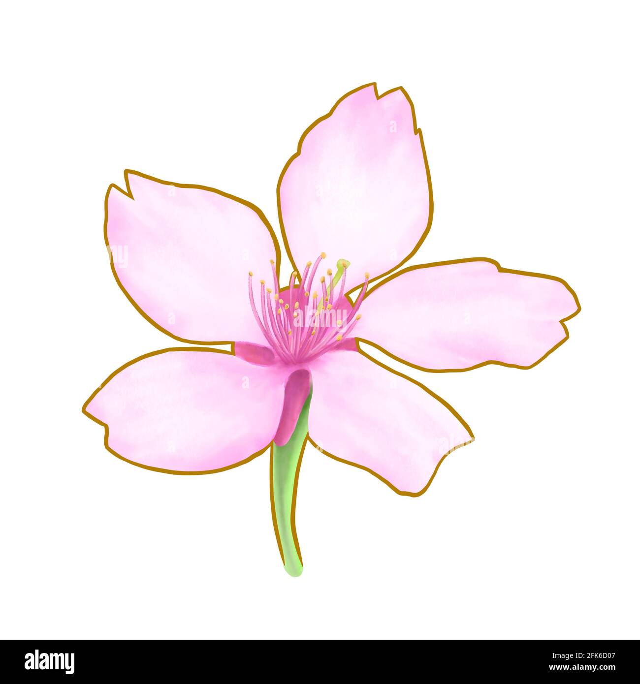 Pink Sakura floral, ein digitales Gemälde von japanischen Kirschblüten Blume Raster 3D-Illustration isoliert auf weißem Hintergrund. Stockfoto