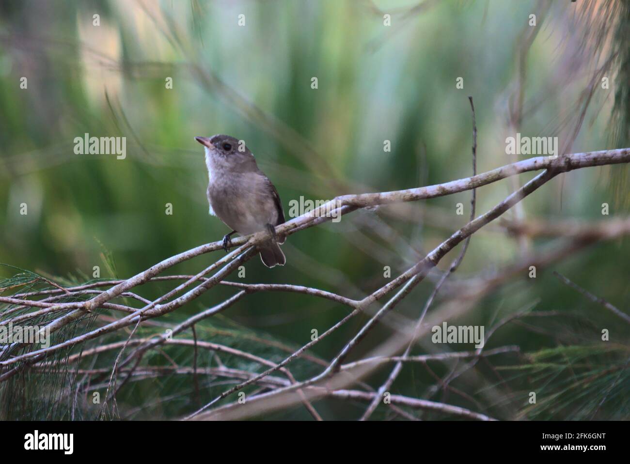 Kleiner Vogel auf einem Zweig Stockfoto