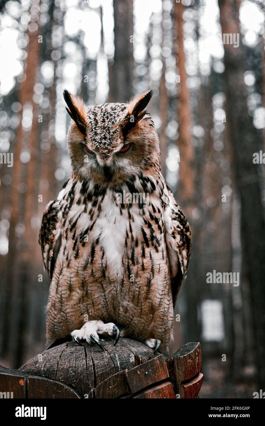 Europäische Adlereule sitzt auf einem Baum. Nahaufnahme. Vertikales Porträt eines nächtlichen Raubvogels. Orangefarbene Augen Stockfoto