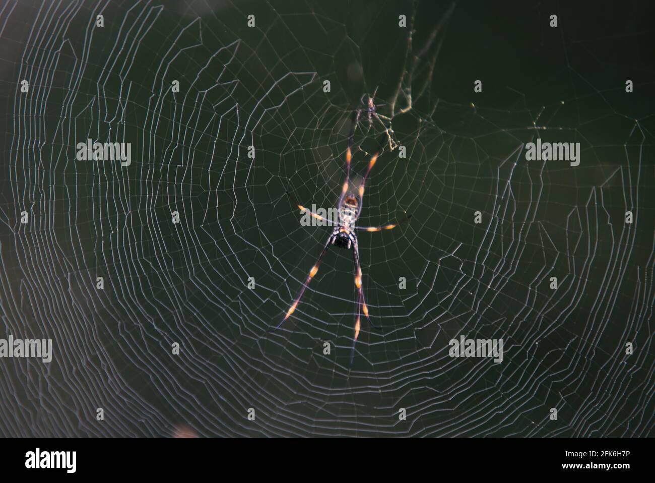 Goldene Reichspinne im Netz Stockfoto