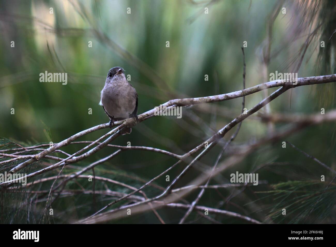 Kleiner Vogel auf einem Zweig Stockfoto