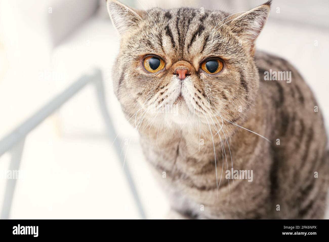 Niedliche exotische Kurzhaar-Katze zu Hause Stockfoto