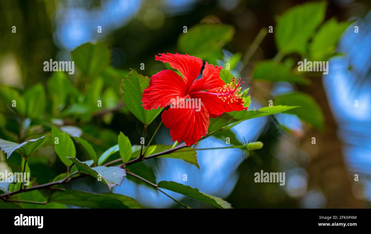 Eine schöne leuchtend rote Hibiskusblüte auf einer Pflanze. Grüne Blätter und blauer Himmel verschwimmen im Hintergrund. Stockfoto