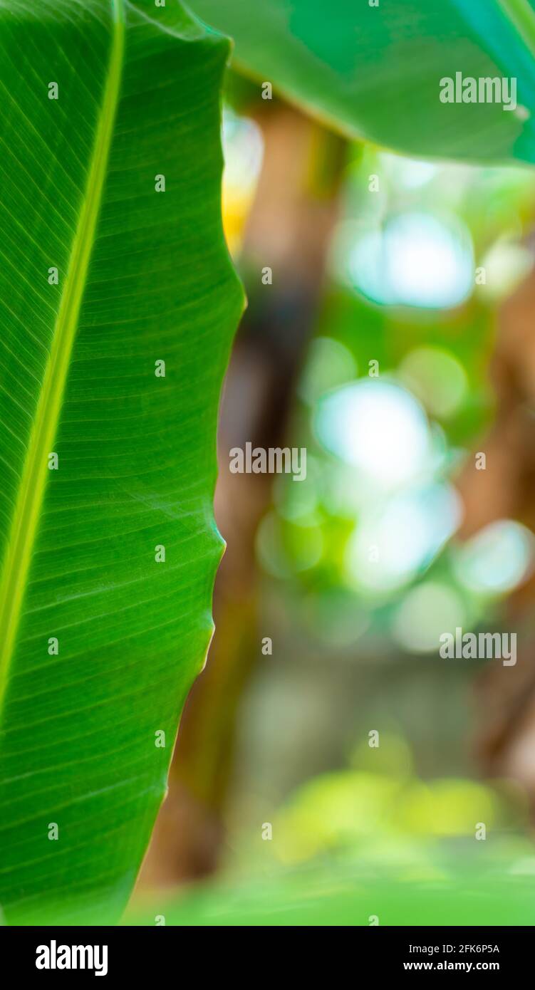 Selektiver Fokus von partiellem Bananenblatt in einem Wald mit unscharfem Hintergrund. Stockfoto