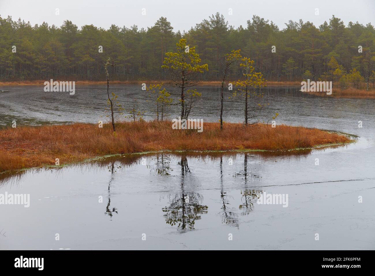 Sumpfsee mit Bäumen. Estland. Stockfoto