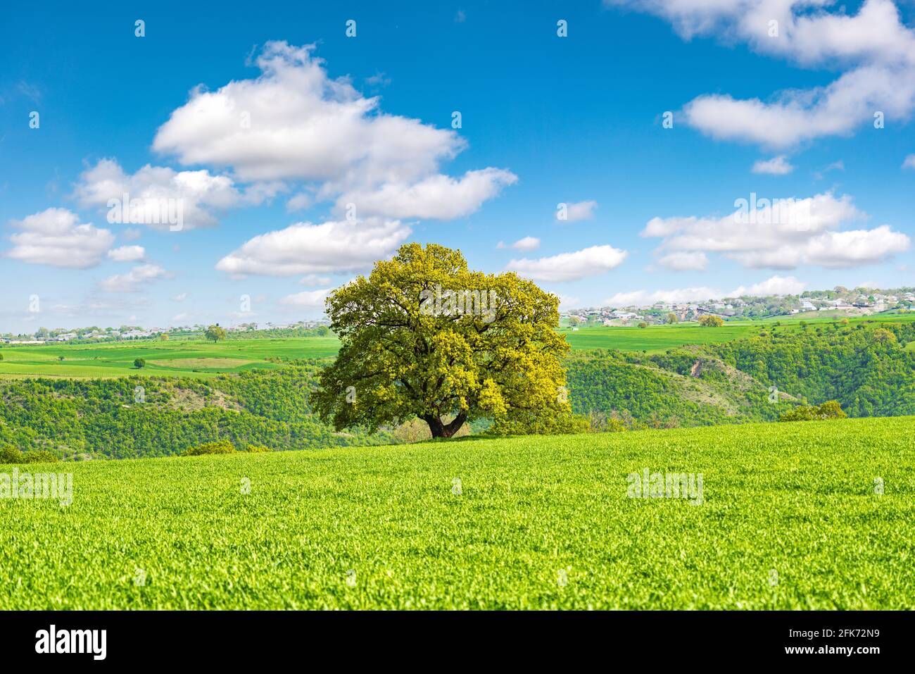 Einsame Eiche in einem grünen Feld Stockfoto