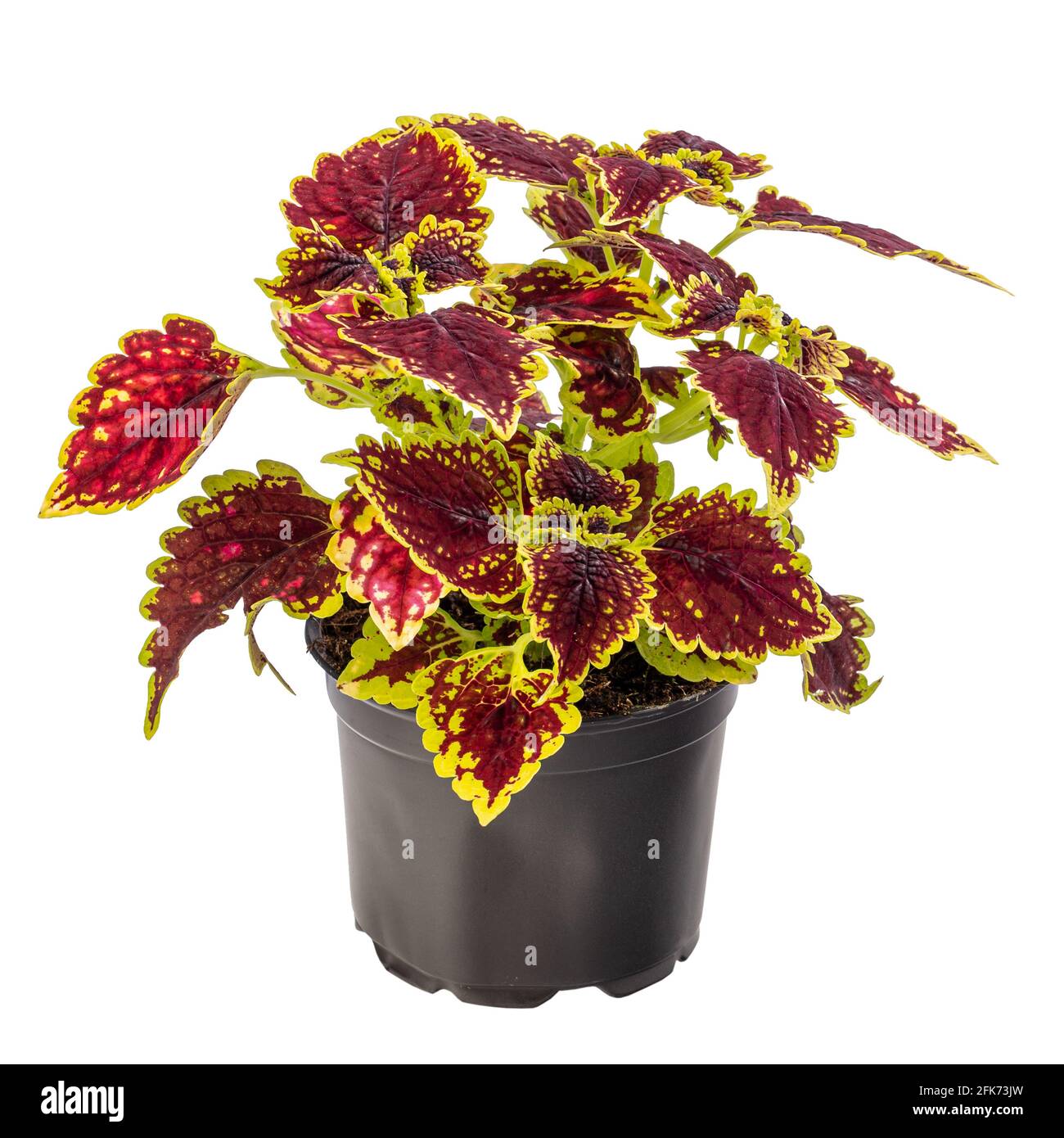 Bunte Coleus-Zimmerpflanze im Blumentopf isoliert auf weißem Hintergrund Stockfoto