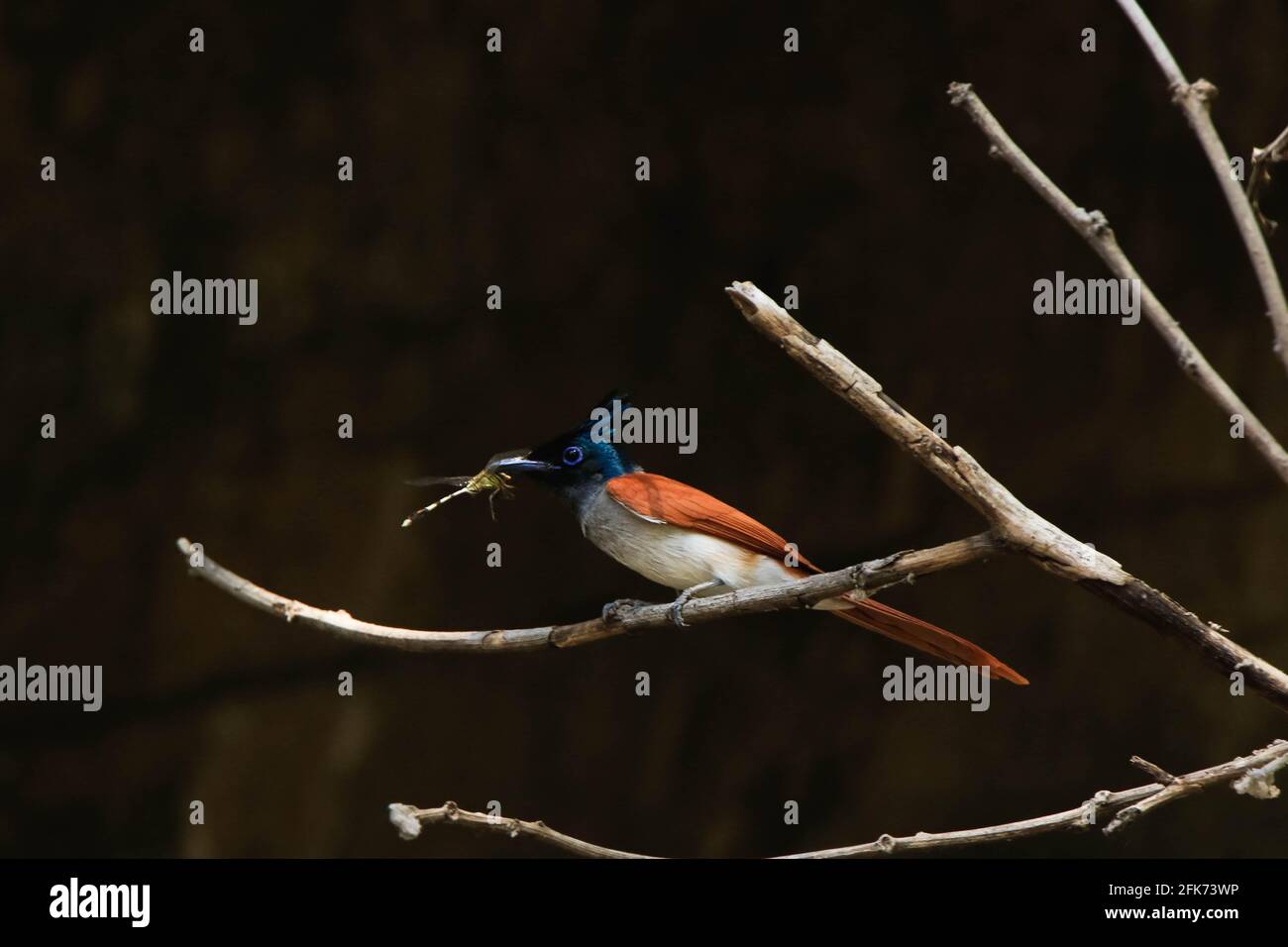 indischer Paradiesflieger (Terpsiphone paradisi) Weibchen mit Libellenbeute, orangefarbener Vogel Stockfoto