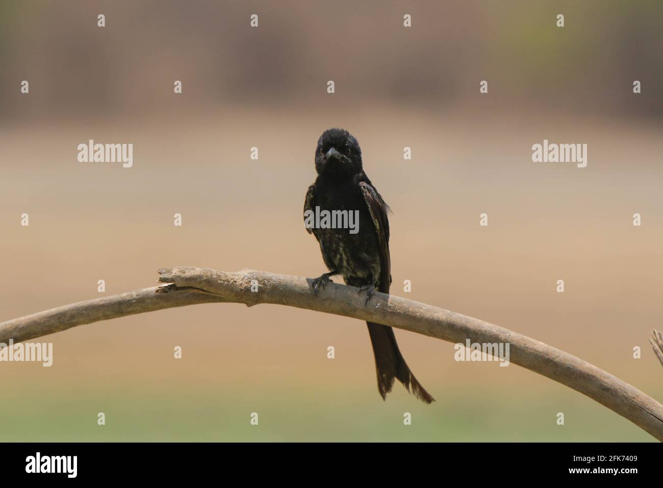 Schwarzer Drongo oder Dicrurus macrocercus ist ein schwarzer Vogel, der Sitzt auf einem Zweig mit schönem unscharfen Hintergrund Stockfoto