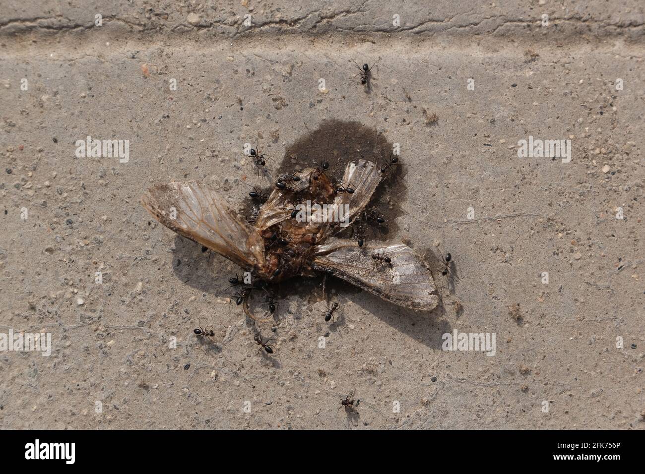 Ameisen, die Insekten oder Bienen im Sonnenlicht fressen Stockfoto