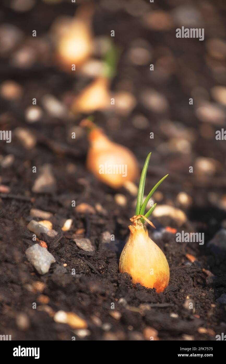 Nahaufnahme von Zwiebelsätzen, die in einer Reihe in einem gepflanzt wurden Gemüsegarten im Frühjahr Stockfoto