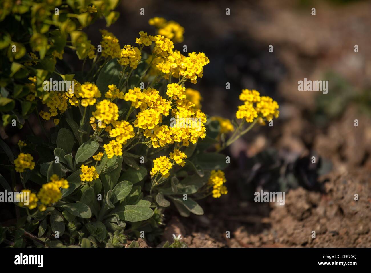 Nahaufnahme der leuchtend gelben Blüten von Aurinia saxatilis 'Goldkugel' Im Frühjahr in Großbritannien Stockfoto