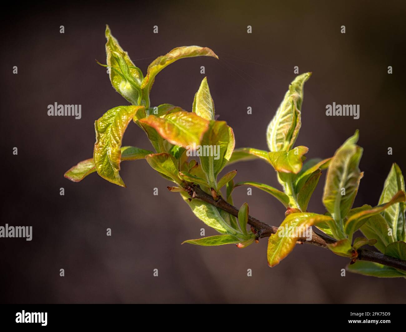 Neues Wachstum des Medlar-Baumes Mespilus germanica 'Nottingham' im Frühjahr In Großbritannien Stockfoto