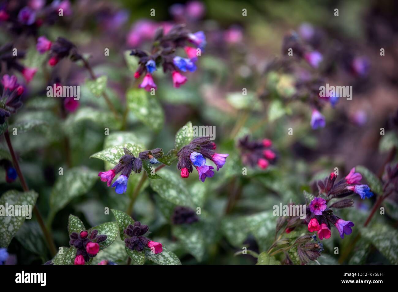 Blumen von Bethlehem Sage, Pulmonaria saccharata Argentea, im Frühjahr in Großbritannien Stockfoto