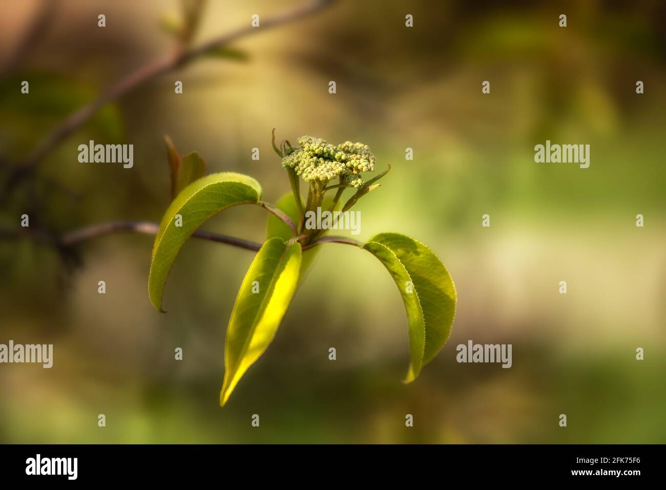 Nahaufnahme des frischen Frühjahrswachstums von Viburnum lentago im VEREINIGTES KÖNIGREICH Stockfoto