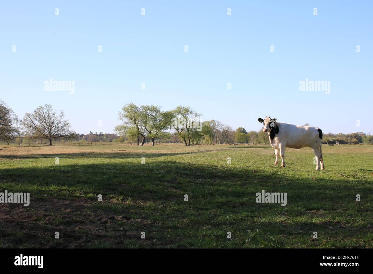 Kuh auf einer Weide im Emsland bei Meppen Stockfoto