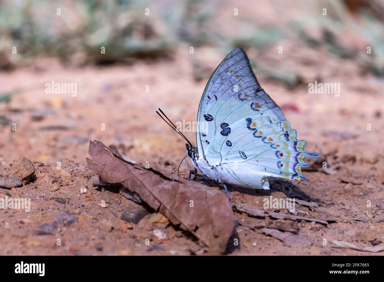 Nawab-Schmetterling in Nordostindien Stockfoto